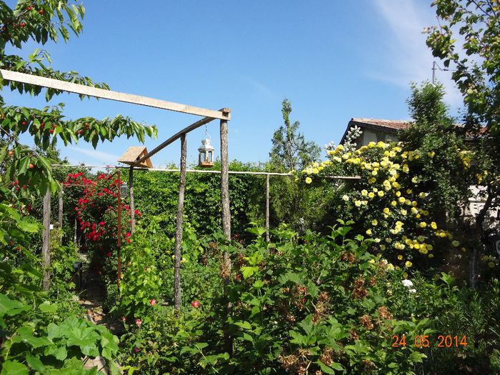 la tara 24 mai 2014 015 - Flori 2014