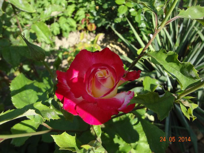 la tara 24 mai 2014 017 - Flori 2014