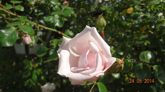 la tara 24 mai 2014 024 - Flori 2014