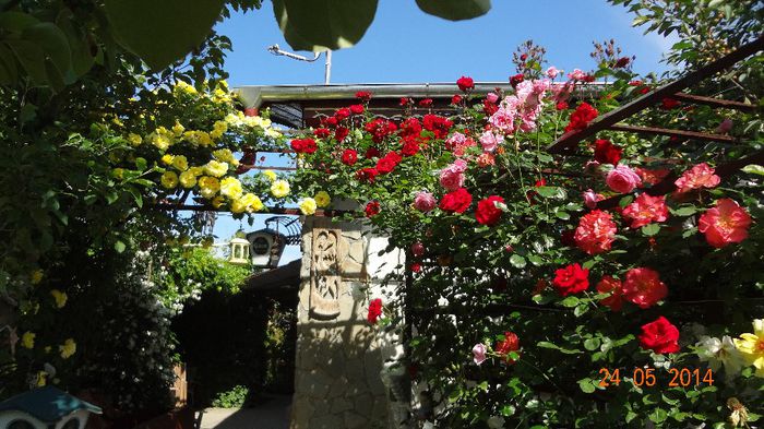 la tara 24 mai 2014 028 - Flori 2014