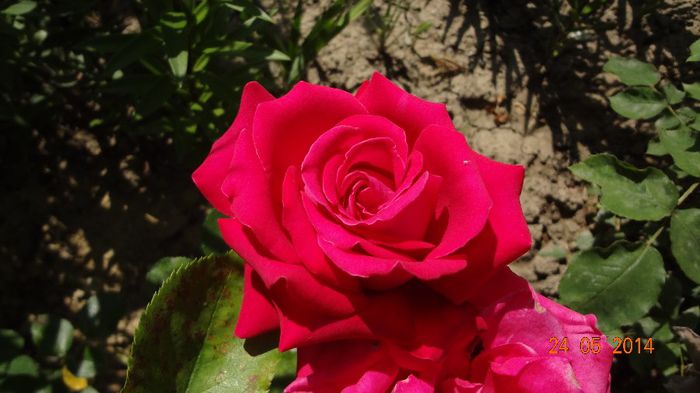 la tara 24 mai 2014 036 - Flori 2014