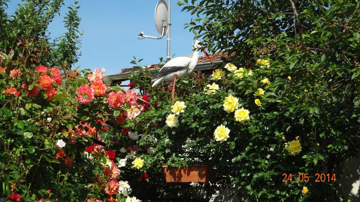 la tara 24 mai 2014 042 - Flori 2014