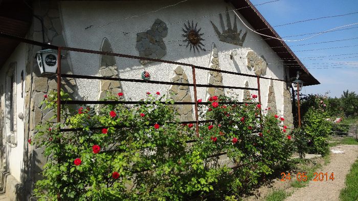 la tara 24 mai 2014 049 - Flori 2014