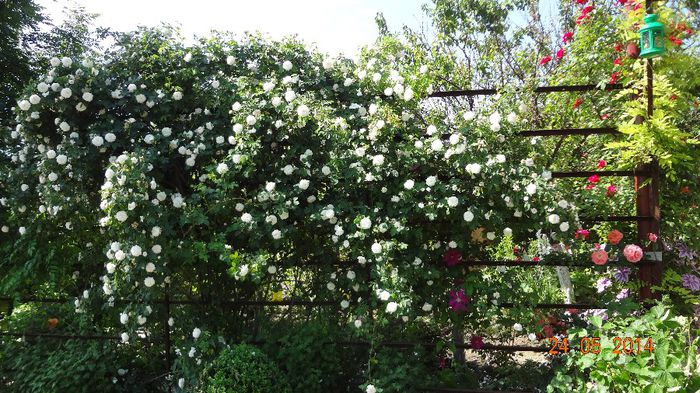 la tara 24 mai 2014 050 - Flori 2014