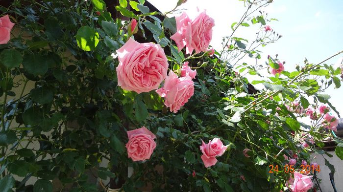 la tara 24 mai 2014 096
