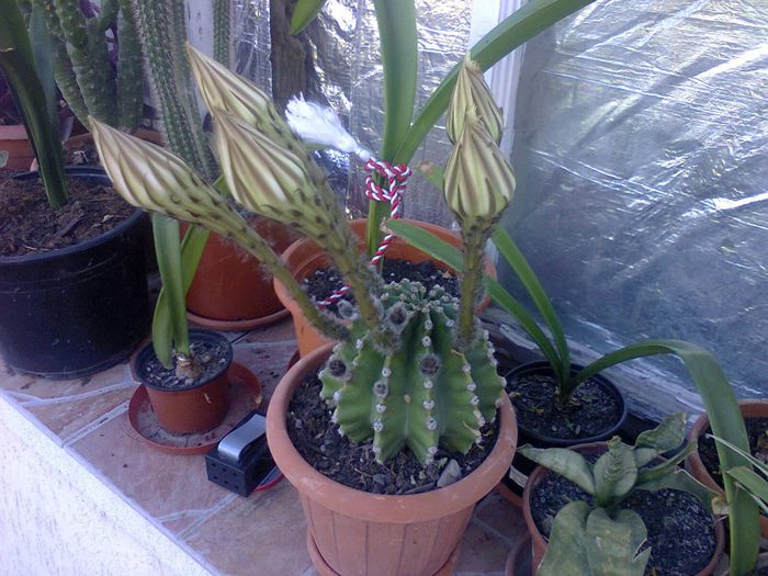 Fotografie2071 - echinopsis 2014