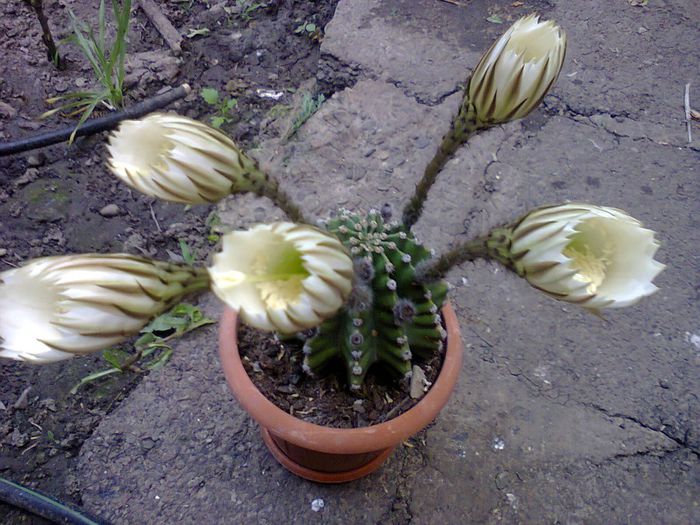 Fotografie2072 - echinopsis 2014