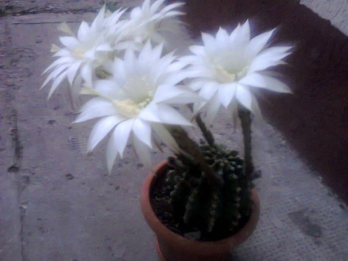 Fotografie2077 - echinopsis 2014