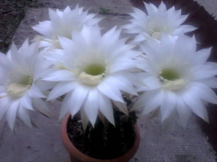 Fotografie2089 - echinopsis 2014