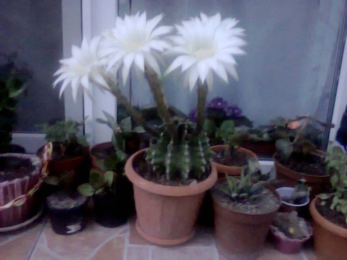 Fotografie2094 - echinopsis 2014