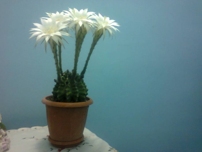 Fotografie2106 - echinopsis 2014