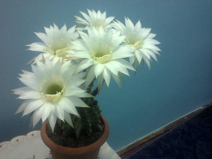 Fotografie2110 - echinopsis 2014