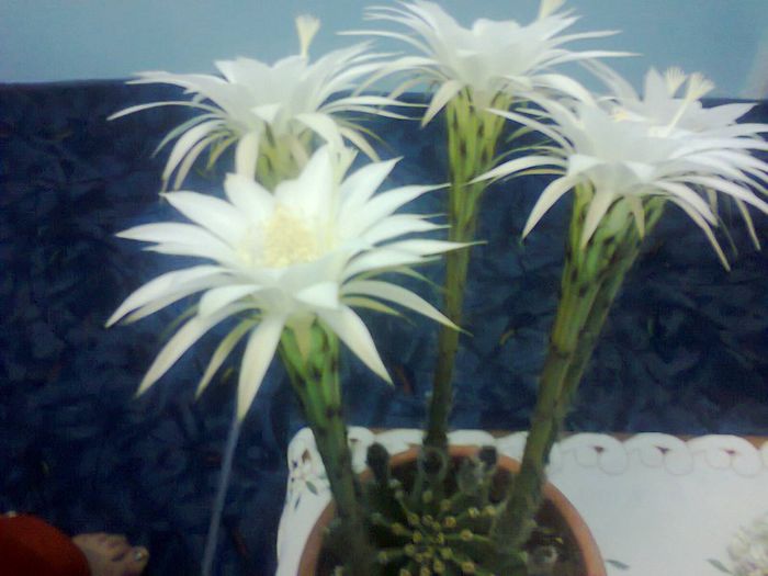 Fotografie2113 - echinopsis 2014