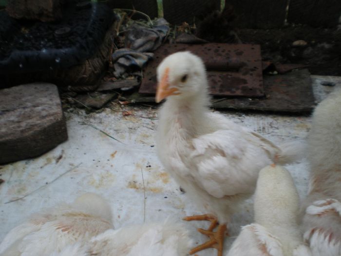 3 sapt. Plymouth Alb