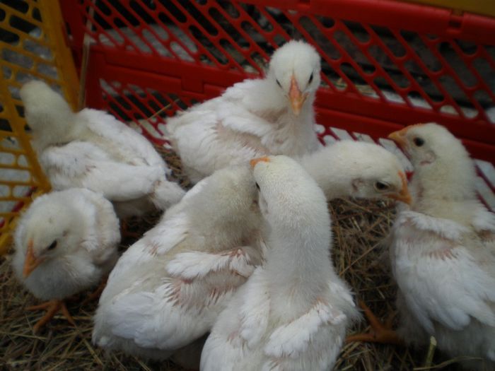 Plymouth Alb 3 sapt.