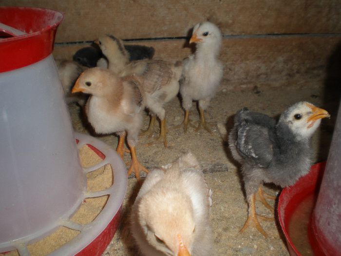 rasa comuna -3 sapt.