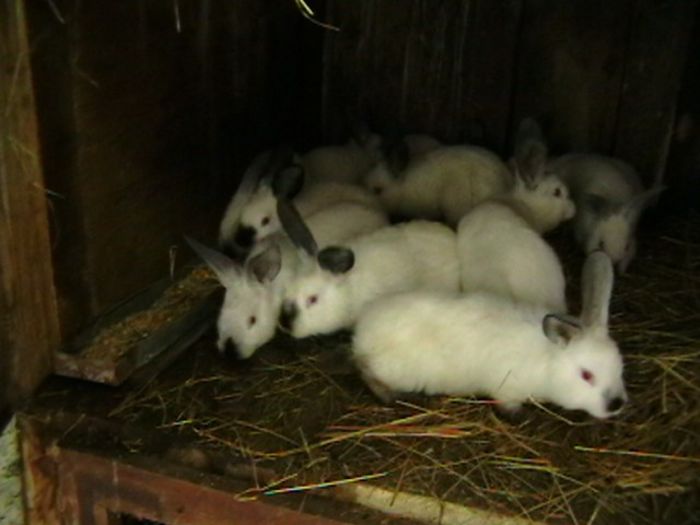 IMGA0264 - A-IEPURI TINERET CALIFORNIAN