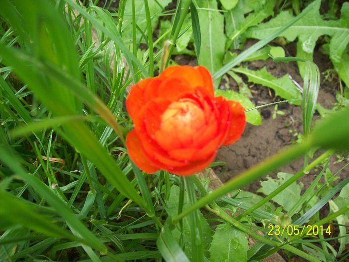 ranunculus