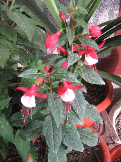 fucsia - fuchsii