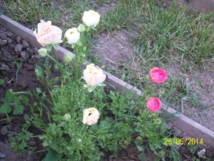 ranunculus