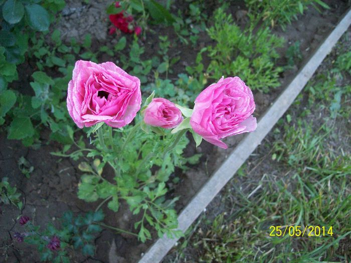 ranunculus