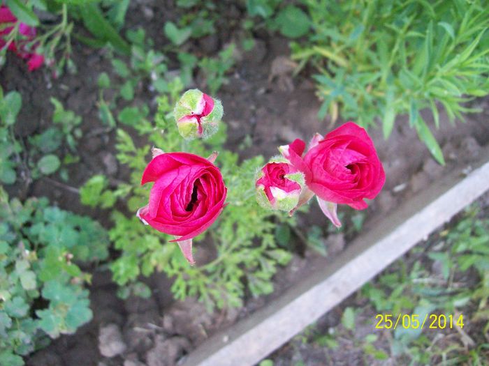 ranunculus