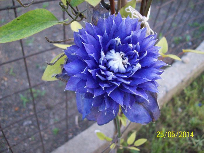 clematita multiblue