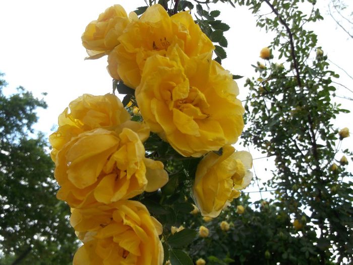 Persyan yellow rose