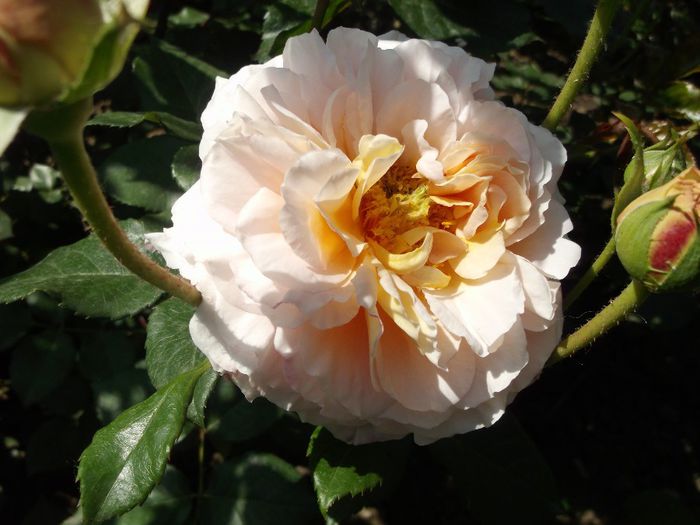 062