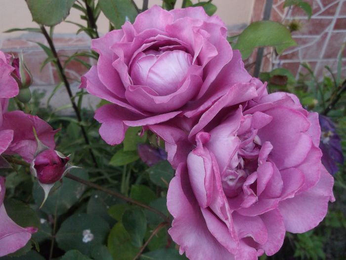 086