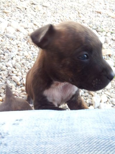 20140427_200357 - pui pitbull de vanzare