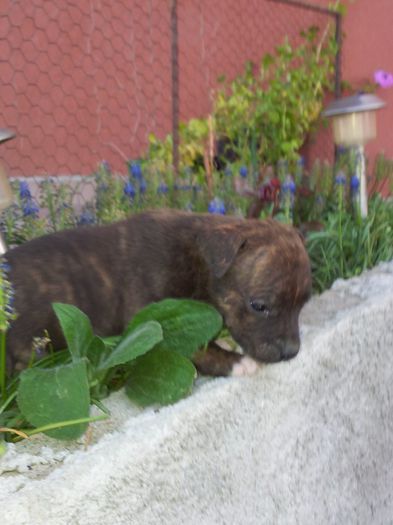20140427_195358 - pui pitbull de vanzare
