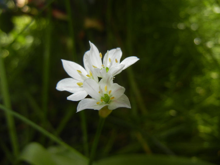 Allium amplectens (2014, May 11) - Allium amplectens