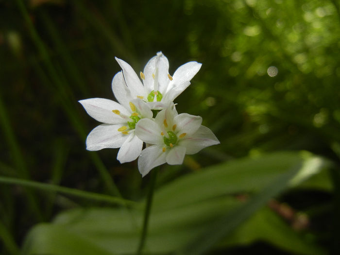 Allium amplectens (2014, May 11) - Allium amplectens