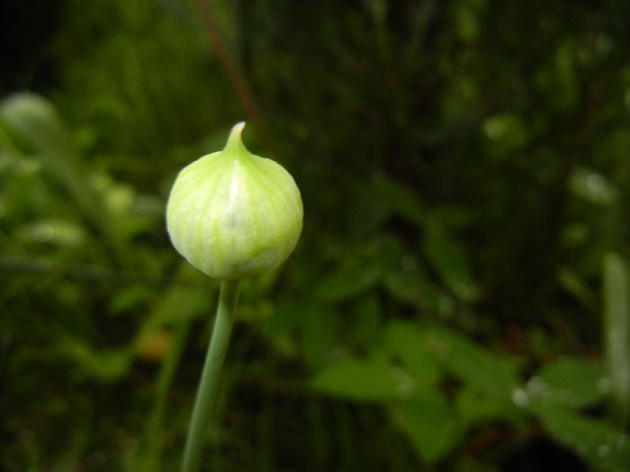 Allium amplectens (2014, May 14) - Allium amplectens