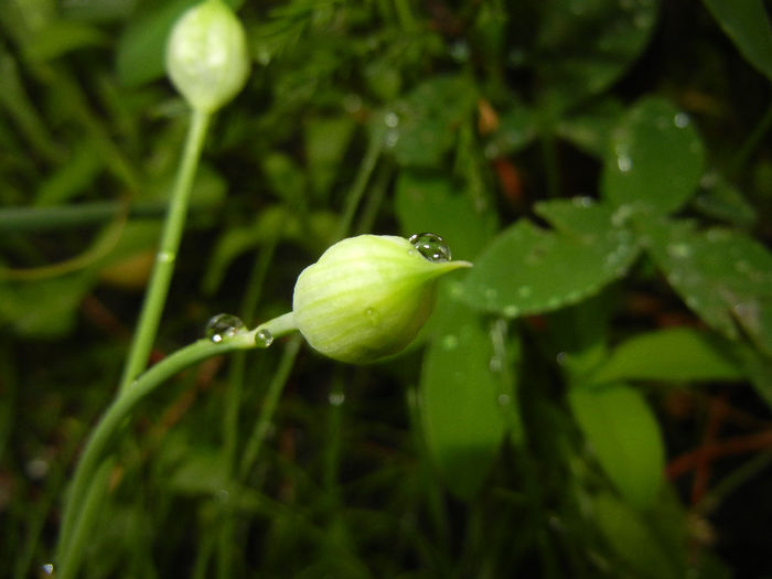 Allium amplectens (2014, May 14)