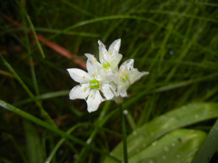 Allium amplectens (2014, May 14) - Allium amplectens