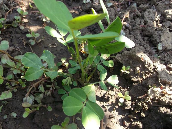 alune de pamant - Gradina de legume 2014-2015