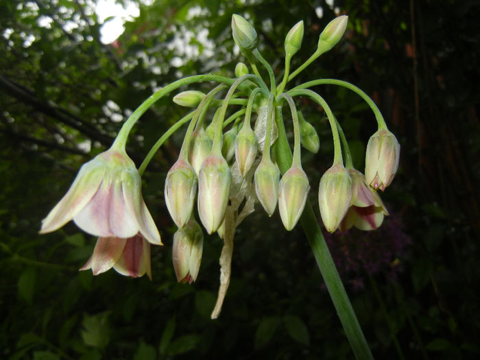 Allium siculum (2014, May 14)