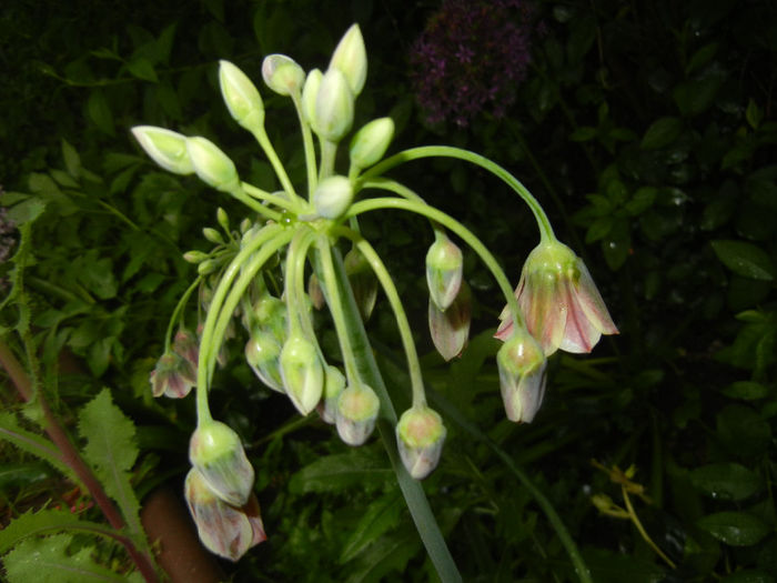 Allium siculum (2014, May 14) - Nectaroscordum siculum