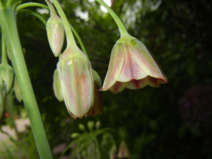 Allium siculum (2014, May 14)