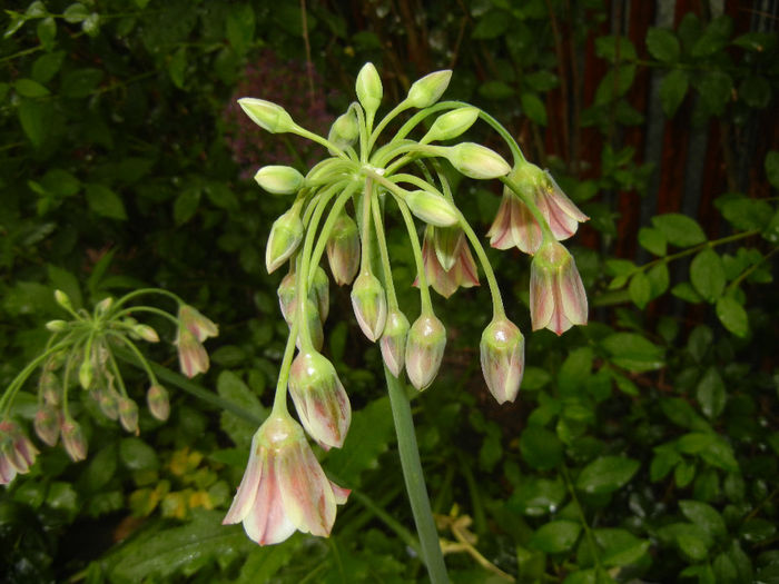Allium siculum (2014, May 16) - Nectaroscordum siculum