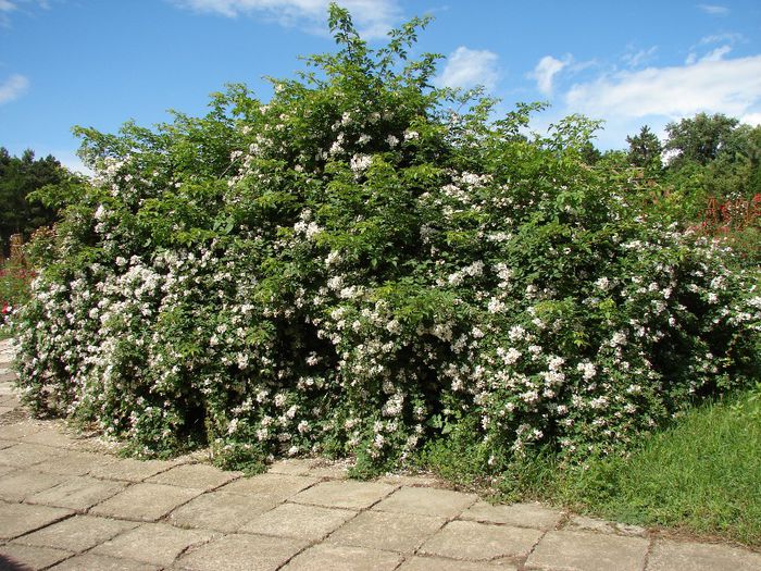 In Gradina Botanica - Wichuraiana