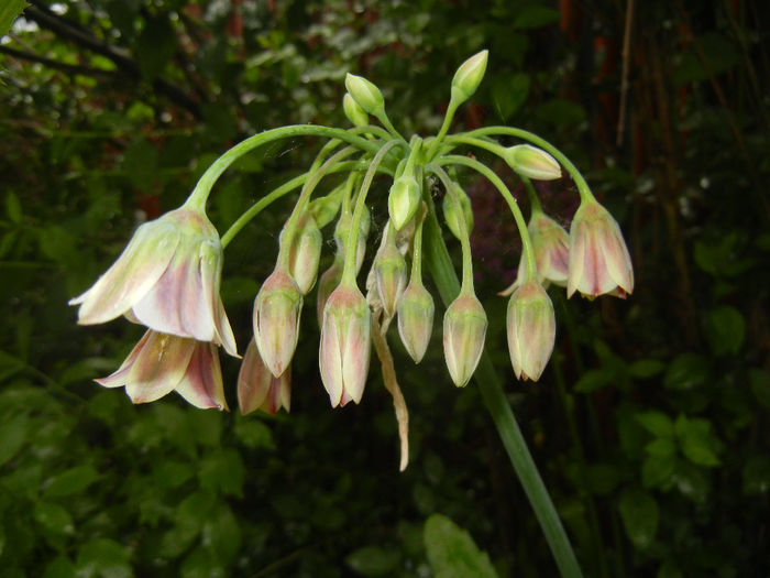 Allium siculum (2014, May 16)