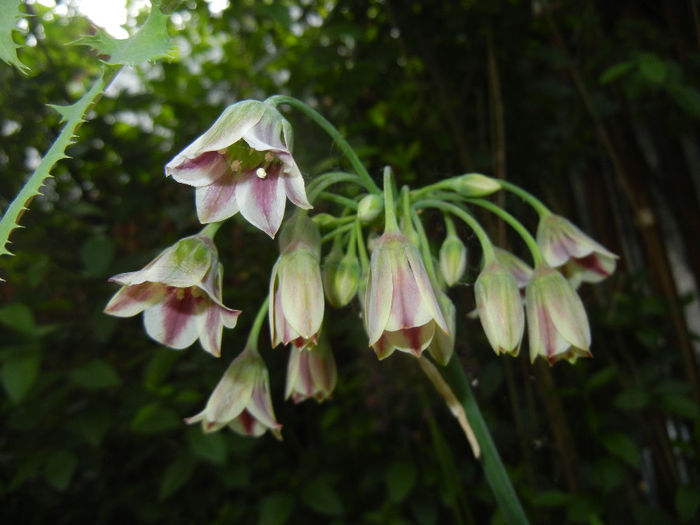 Allium siculum (2014, May 18)