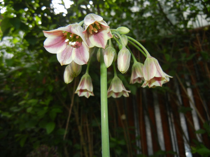 Allium siculum (2014, May 18)