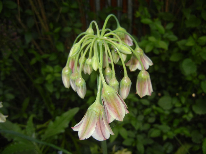 Allium siculum (2014, May 18) - Nectaroscordum siculum