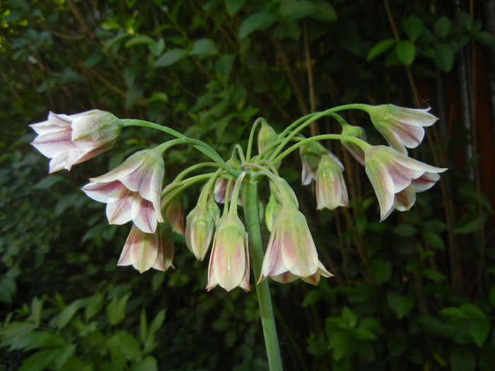 Allium siculum (2014, May 21) - Nectaroscordum siculum