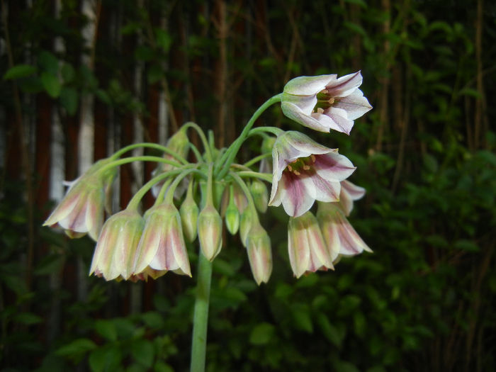 Allium siculum (2014, May 21)
