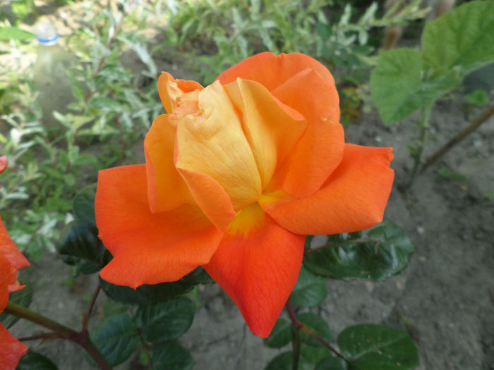 SAM_5869